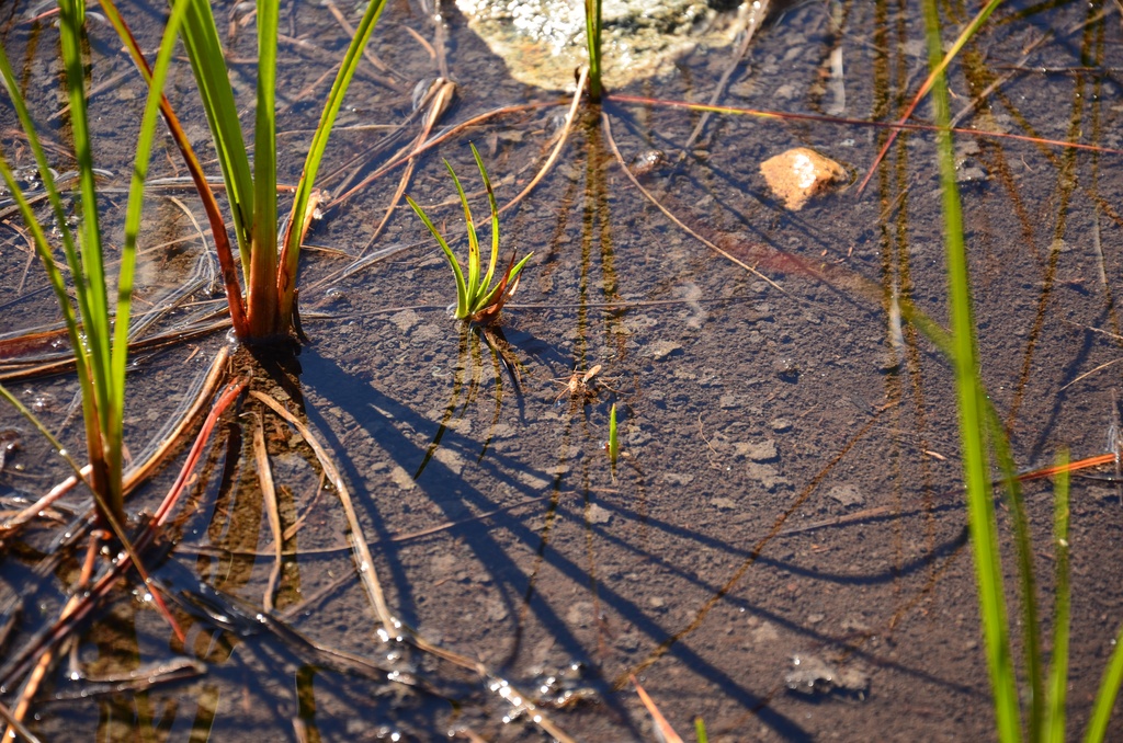 2015-07 Savoie/Lac blanc/DSC_0290.JPG